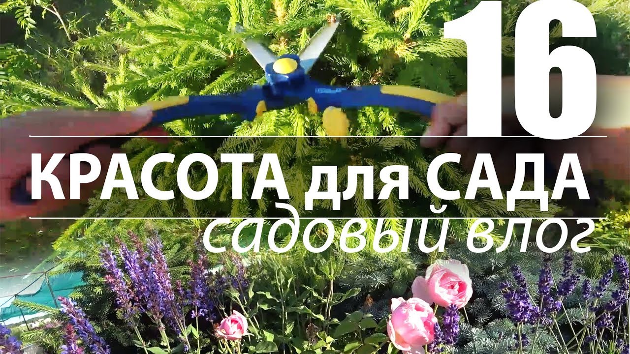 СТРИЖКА ЕЛИ. РЕДКИЕ СОРТА ПУЗЫРЕПЛОДНИКА. РОЗА, ШАЛФЕЙ И ЛАВАНДА.