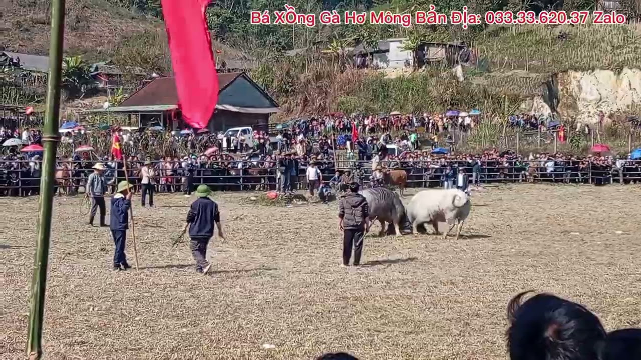 Lễ Hội Chọi Trâu Bò Rất Đông Du Khách Đến Tham Quan Vui Tết Của Người Dân Tộc Hmong