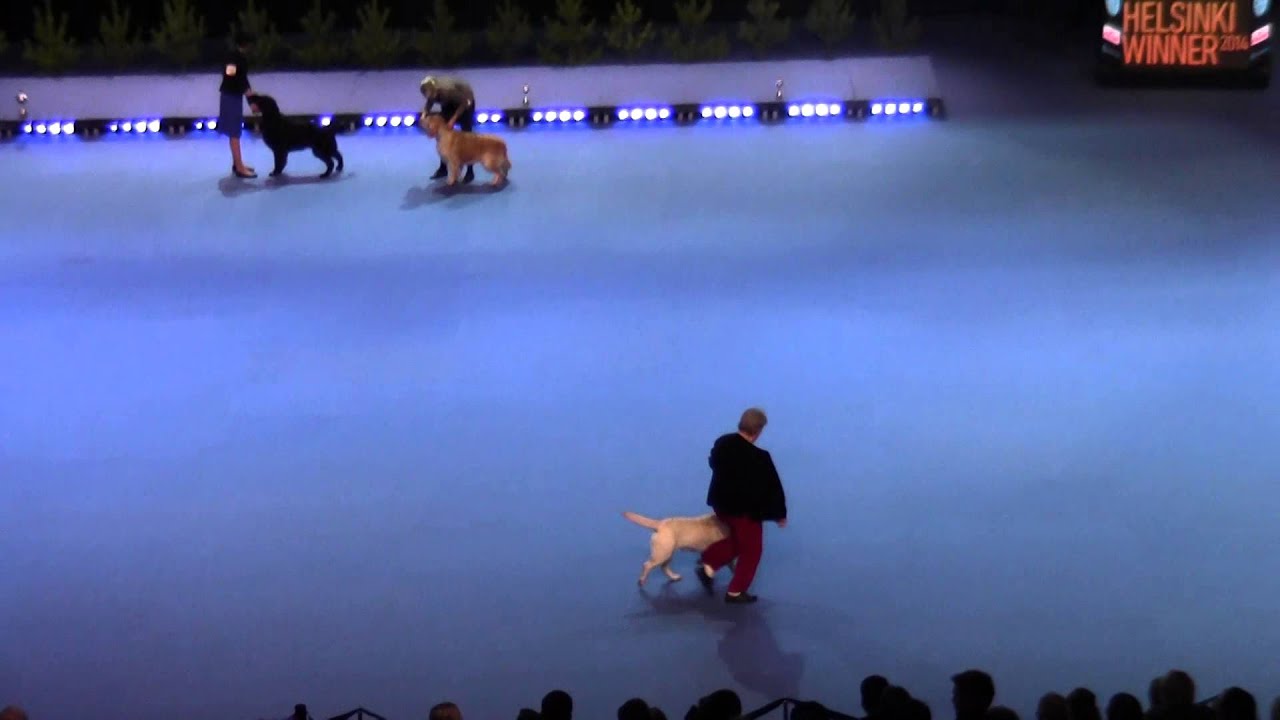 Helsinki Winner 2014 FCI8