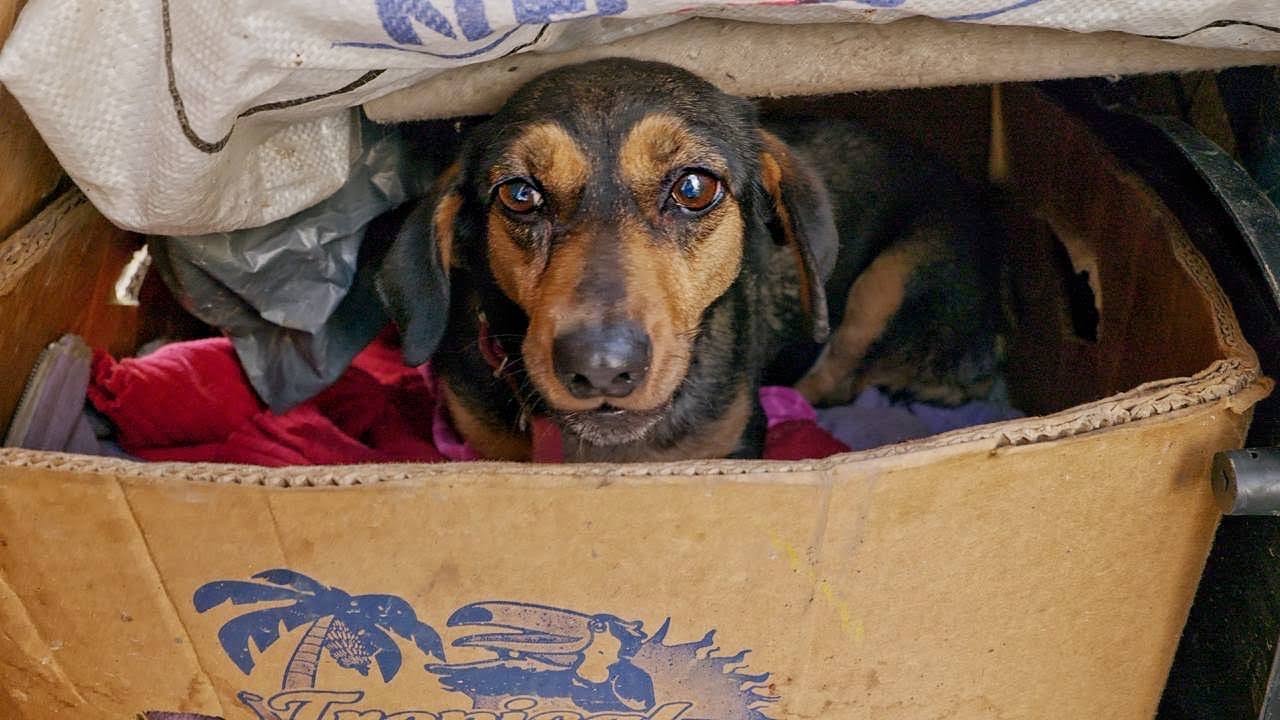 Sad Begging Dog Couldn&rsquo;t Stop Shaking Until her Rescuer Finally Give her a Hug