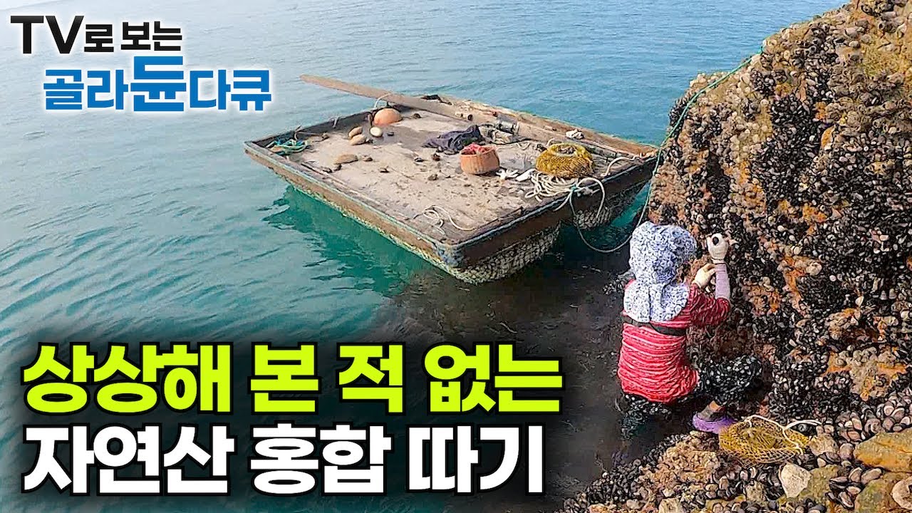 우리가 알던 홍합은 진짜 홍합이 아니다. 양식이 아닌 자연산 홍합은 어떻게 채취할까?｜극한직업｜#골라듄다큐
