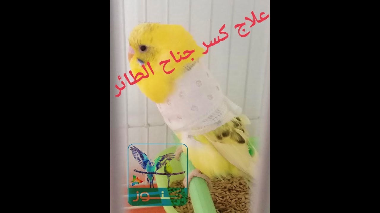 علاج كسر جناح الطيور