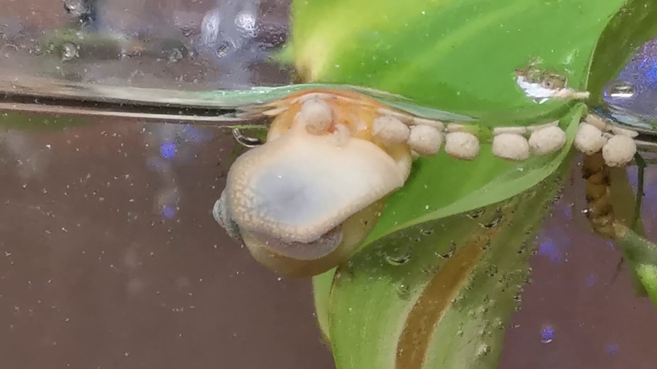 Zombie Snail Devouring Food