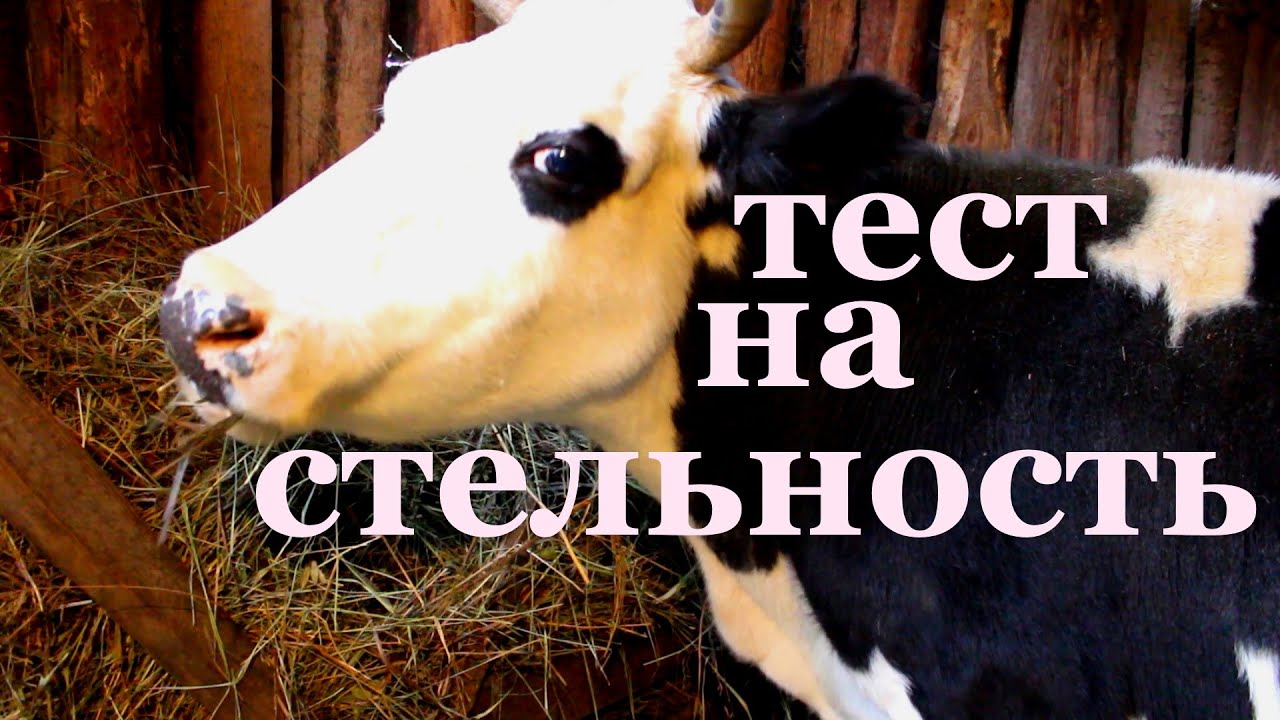 как взять мочу и  проверить корову  на стельность