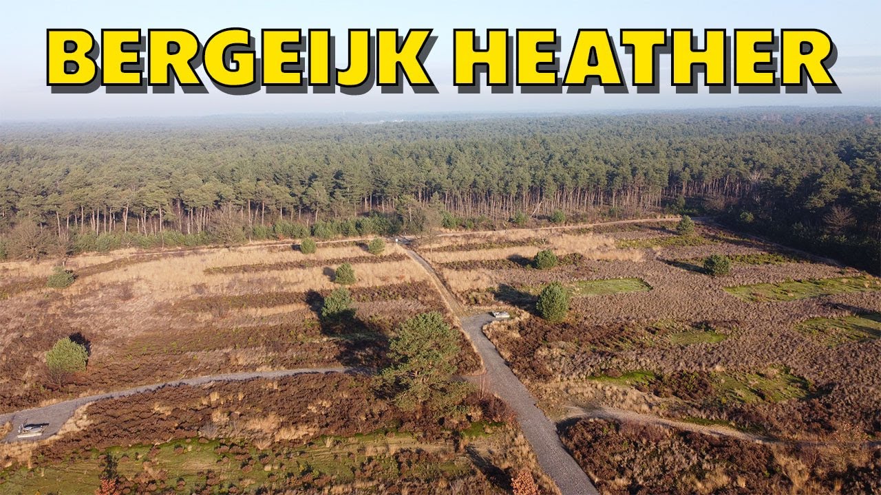 Bergeijk heather | The Netherlands