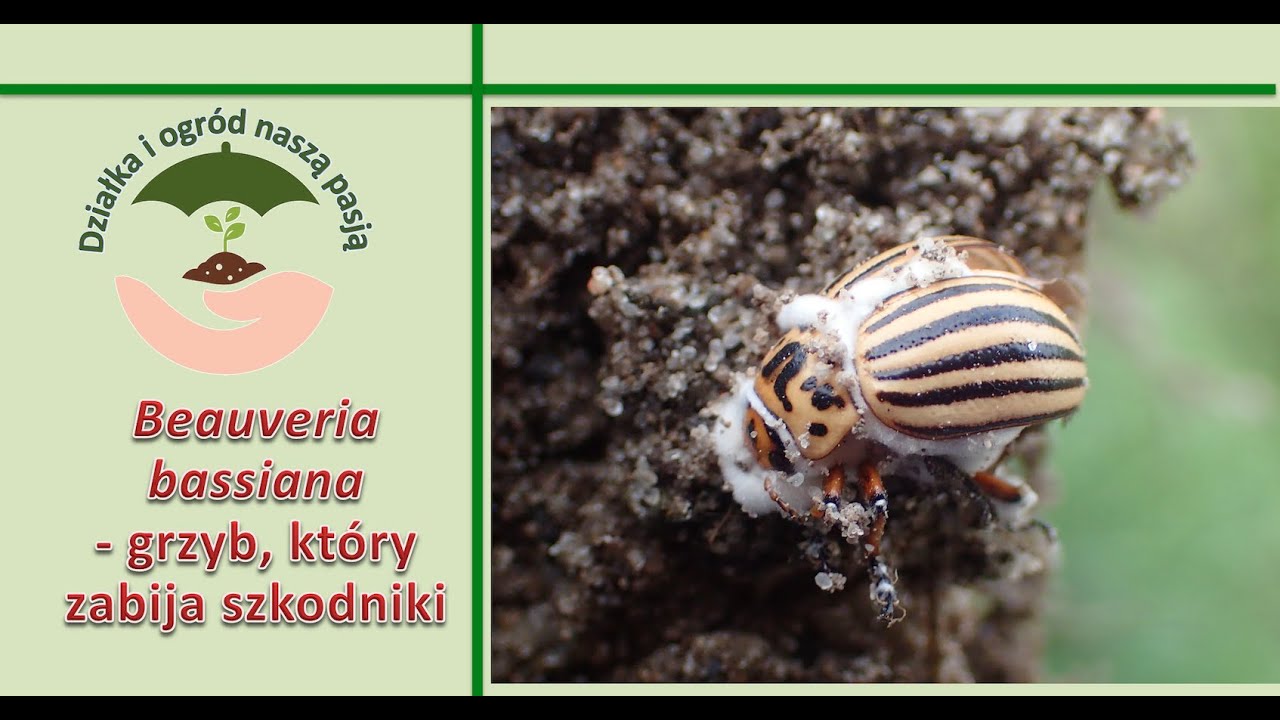 Beauveria bassiana - grzyb, kt&oacute;ry zabija szkodniki