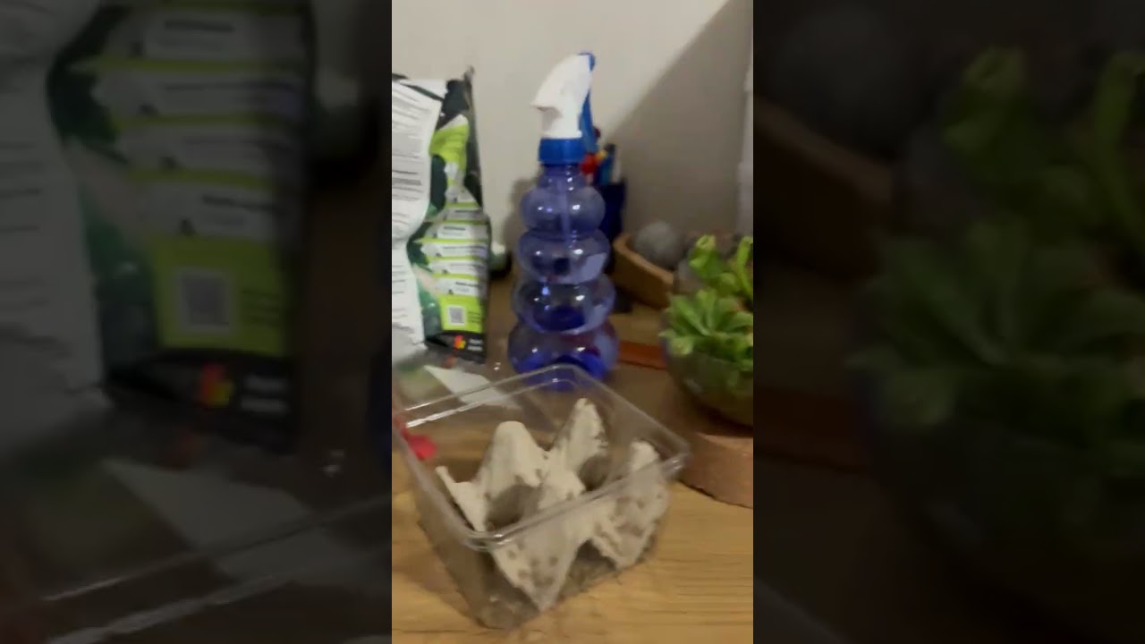 Terrarium update 3: Branching out