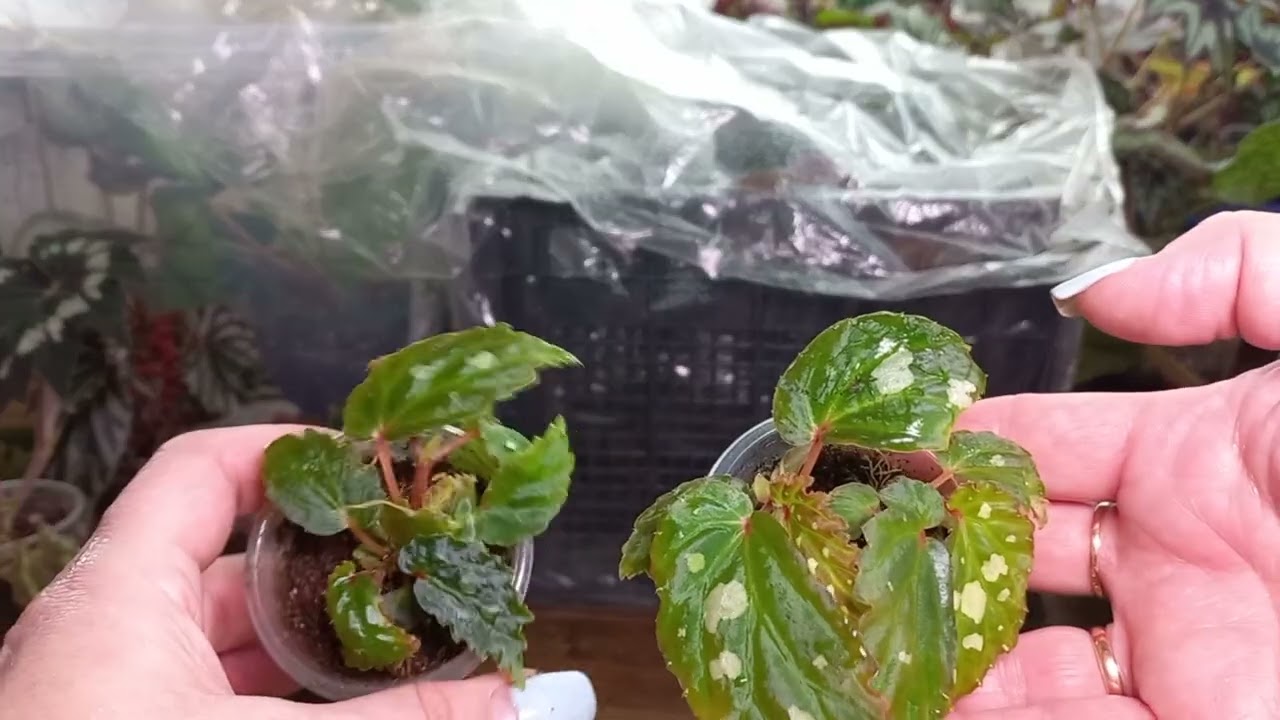 Бегонии природники(в основном)😃😍