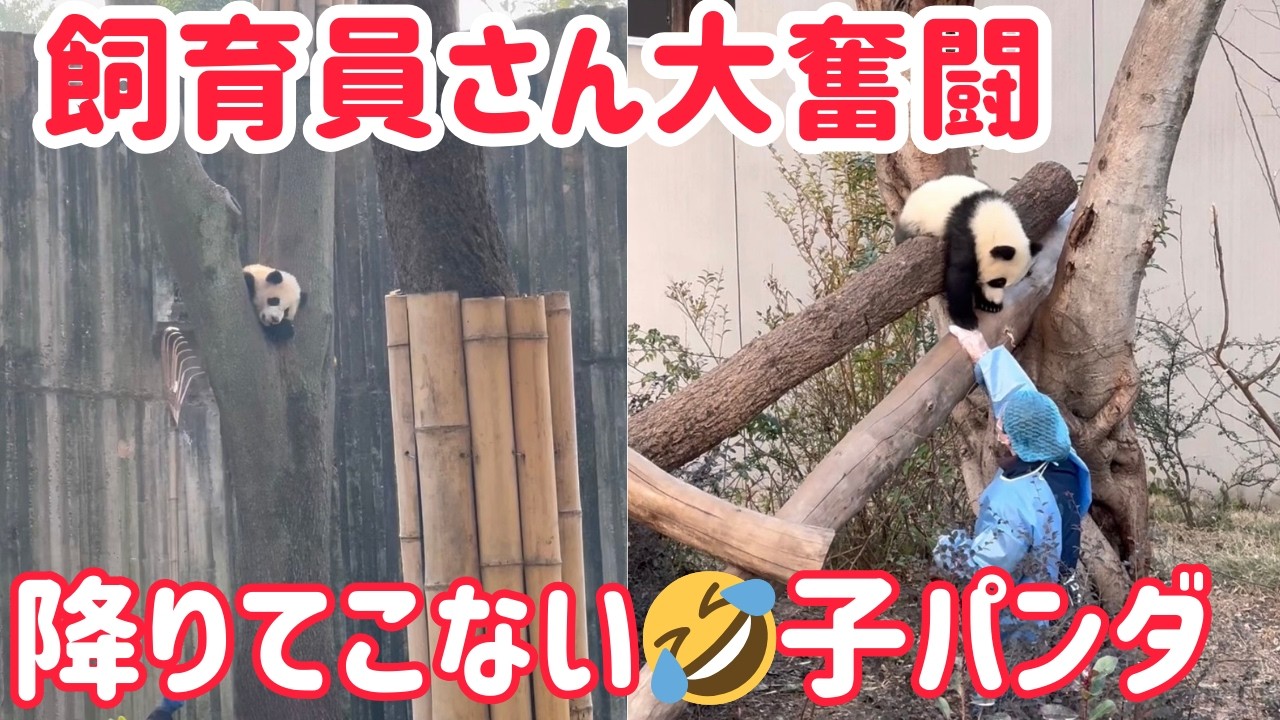 言うこと聞かない🤣子パンダと飼育員さんの攻防が可愛すぎた🐼