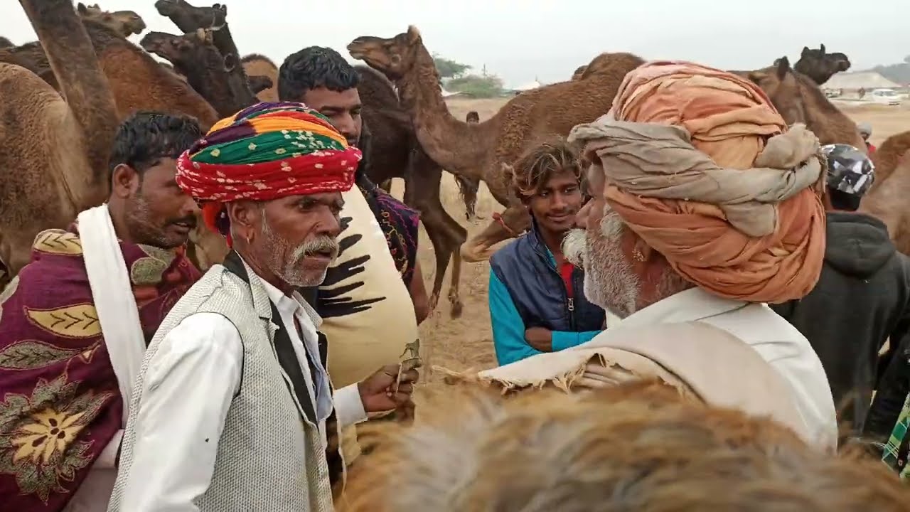 Camel trading | ऊंट की खरीद फरोख्त पुष्कर मेला 2023 #pushkar