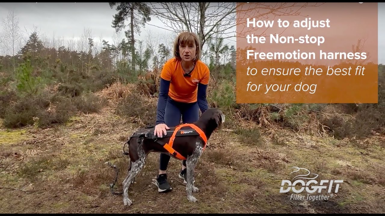 How to adjust Non-stop Freemotion Harness to ensure the best fit for your dog