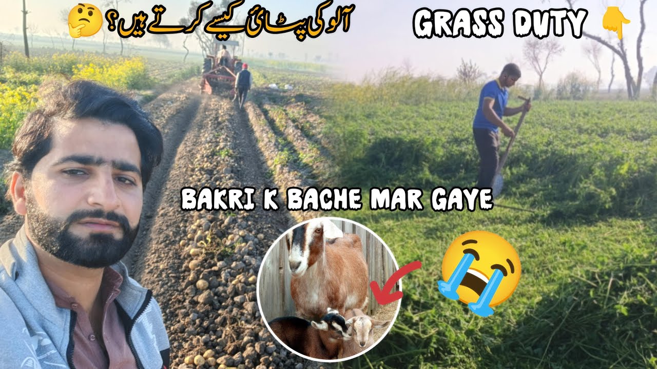 AJ Humari bakri k Bache mar gaye 😭 | how to dig potatoes 🥔 | Village life 