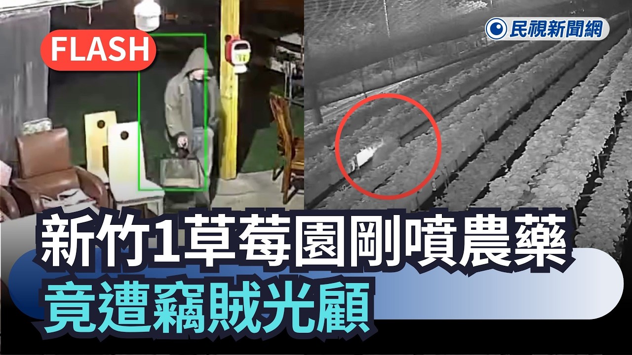 快新聞／還敢亂偷？新竹1草莓園剛噴農藥「竟遭竊賊光顧」　警急逮人救命