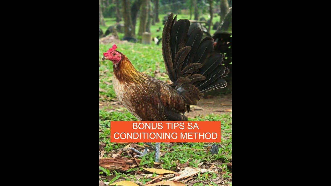 Sabong Pointing BONUS TIPS SA PAGKUNDISYON NG MANOK PANABONG