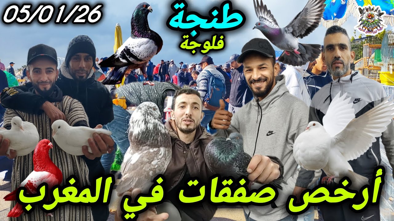 أرخص #سوق #الحمام في #المغرب عشاق صفقات نادرة لا تفوتك الفرصة طنجة فلوجة 🇲🇦💰