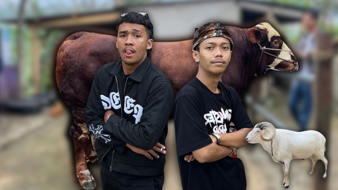 CEK SAPI DAN DOMBA SEHARGA FORTUNER