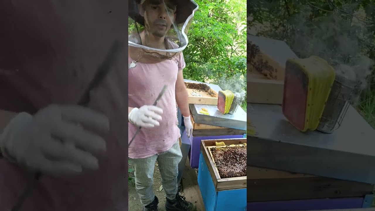 Apicoltura: cambio regina durante blocco di covata 