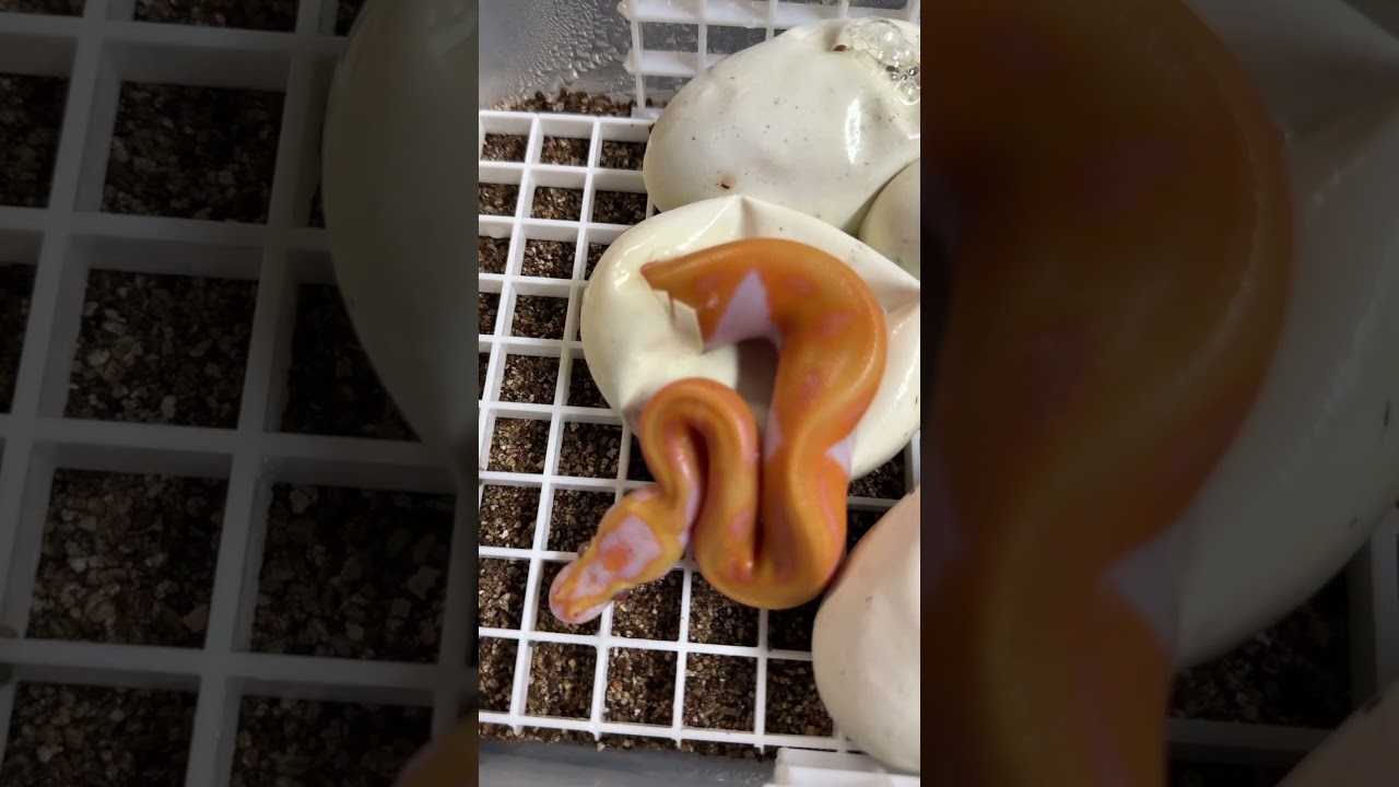 Incredible Dreamsicle Ball Python clutch hatching!  #ballpythonmorphs #ballpythonbreeder