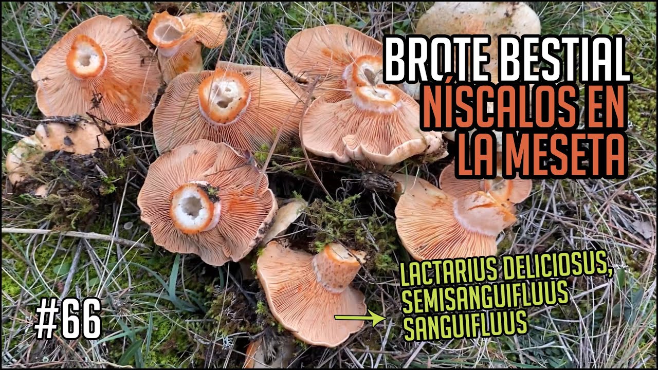 Brote bestial de N&iacute;scalos! Lactarius Deliciosus y Sanguifluus en Valladolid