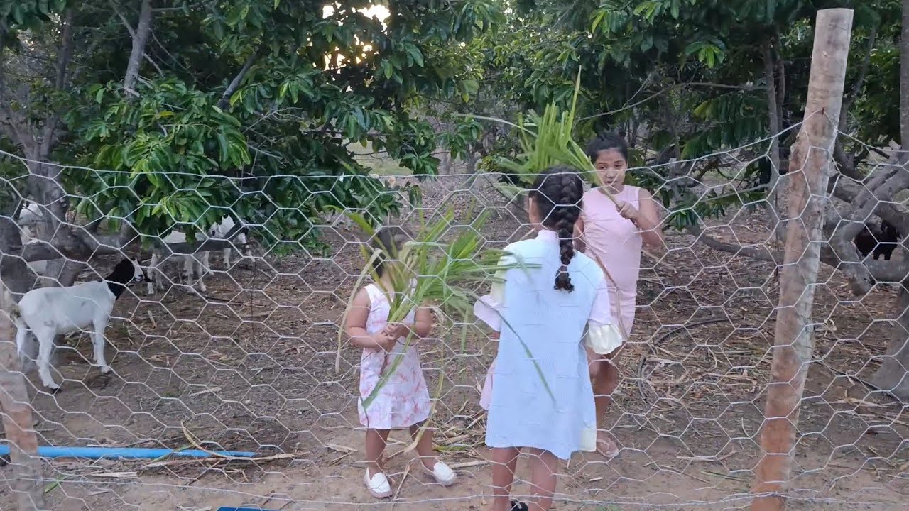 ALIMENTANDO AS CABRAS, VLOG DA MARYAN E LALA.