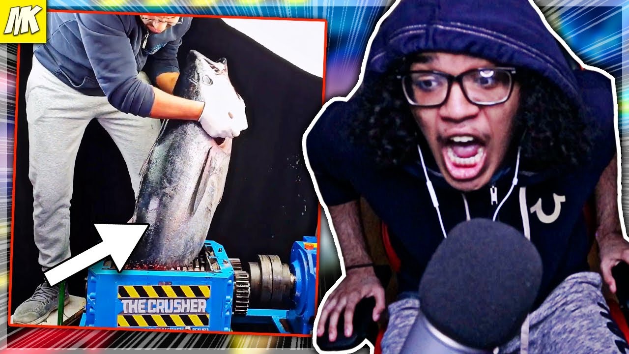 Dude Puts Real Shark In Turbo Shredder At MAX Speed