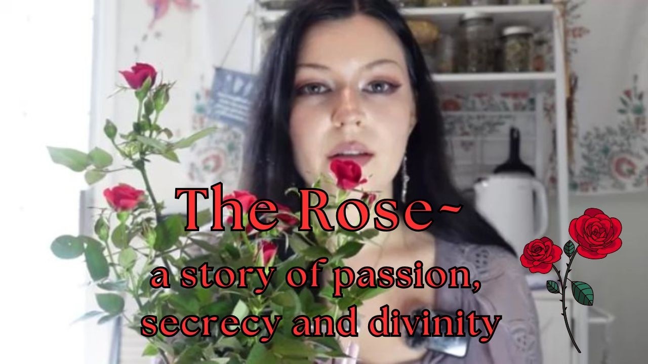 The Rose~healing benefits for the body and a magical history