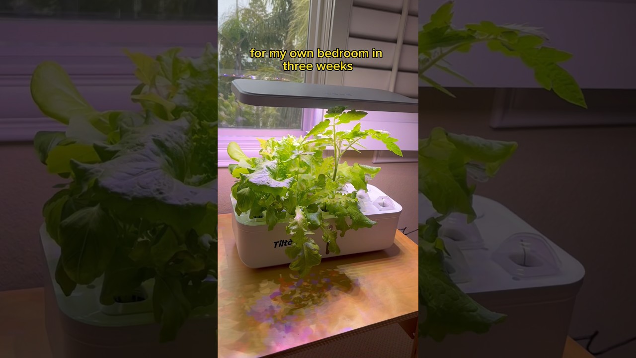 Как вырастить комнатный сад (хаотично) #шорты #комнатныерастения #гидропоника #садоводство #уходз...