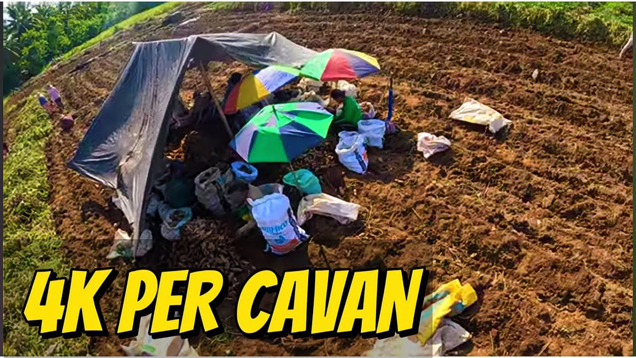 Kamote Farming:4000 bawat kaban ng good na kamote
