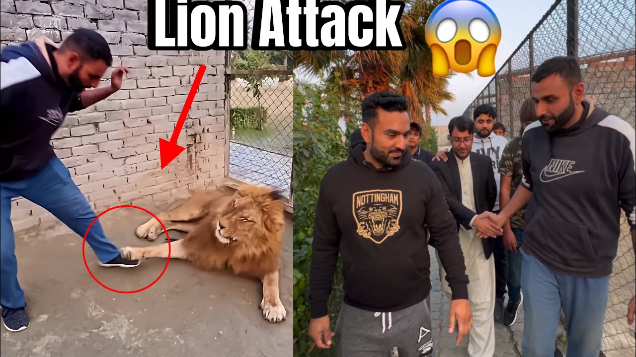 Sherou Lion Nai Attack Kr Diya 🦁😱😱