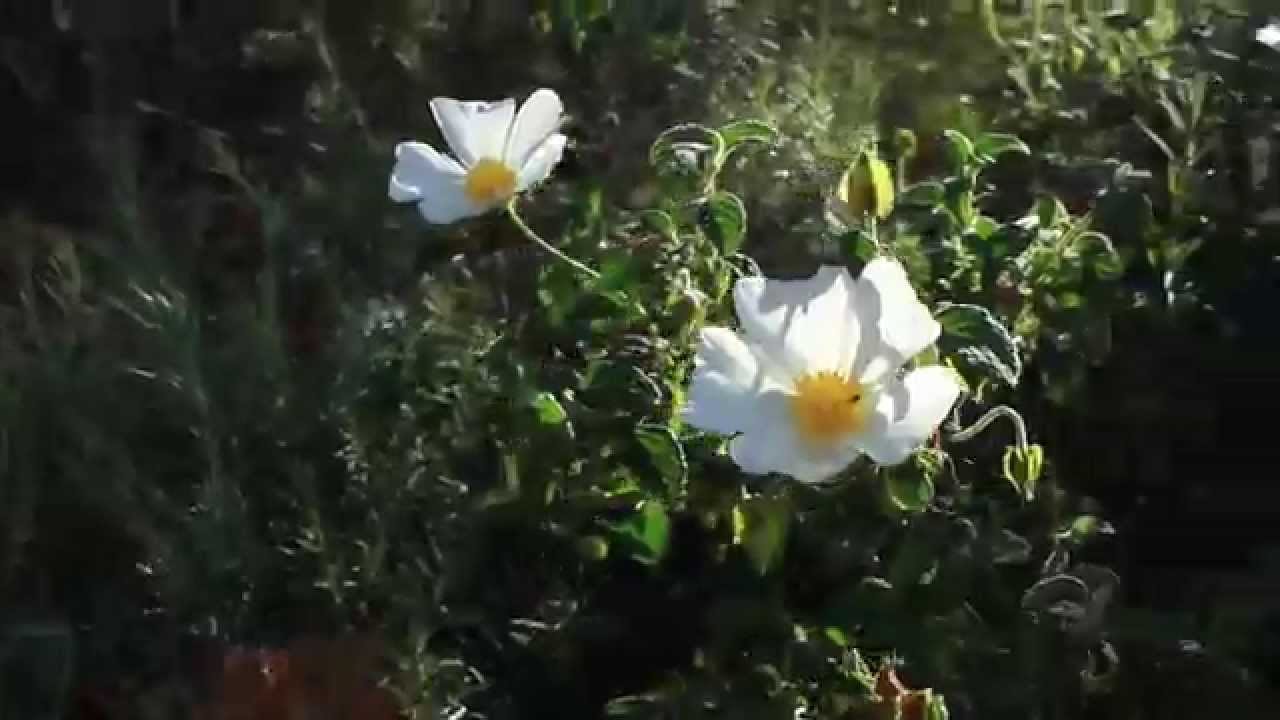 Primavera a orillas del rio