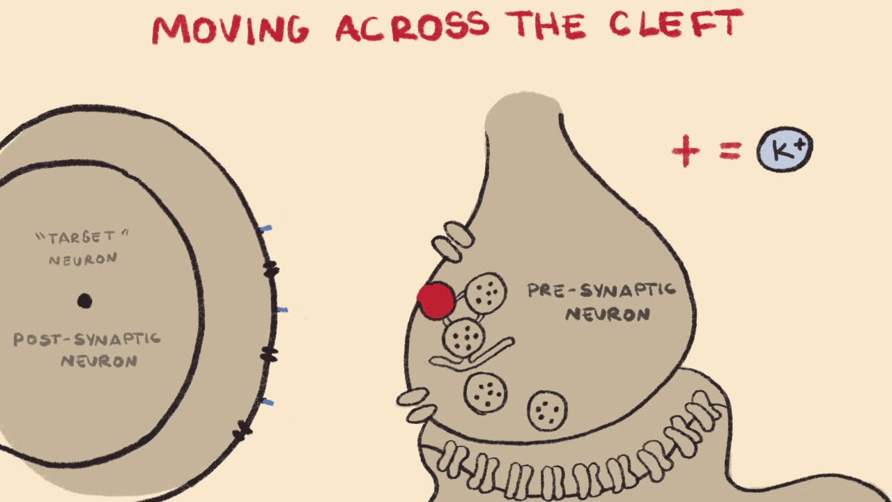 Neurotransmitter Release
