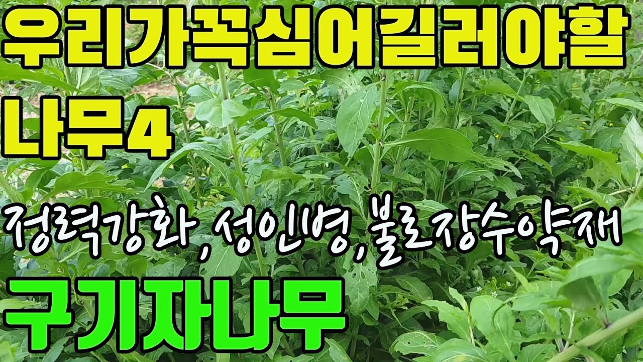 구기자나무(구기자,지골피)- 상복하면 정력이강해지고.불로장수한다는명약(전통의서),강정,강장,고혈압,당뇨,폐결핵,해열제등의효능, 중국의3대약재
