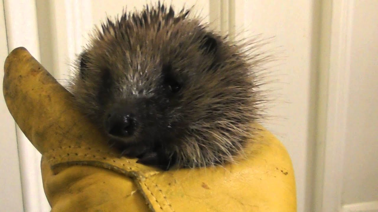 2 Cute Hedgehogs give hugs 5dec15 Cambridge UK 1153p