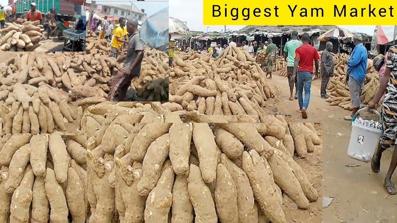 Biggest Yam Market In Lagos Nigeria | Price of tubers of yam October 2024