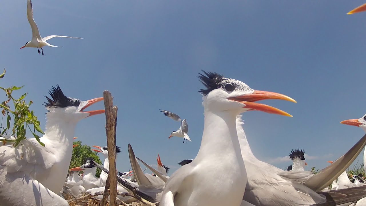 Birds of Skimmer Island