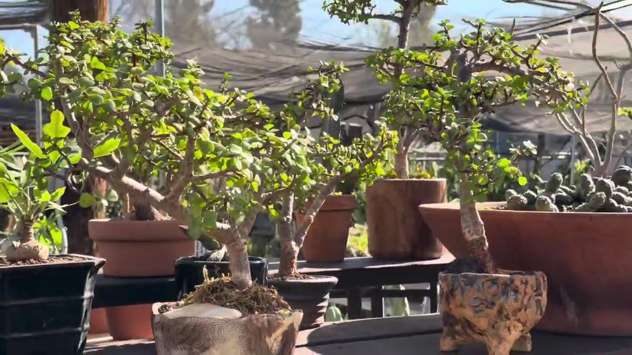 Stunning display of Portulacaria afra  "Jade Bonsai Elephant Bush"!