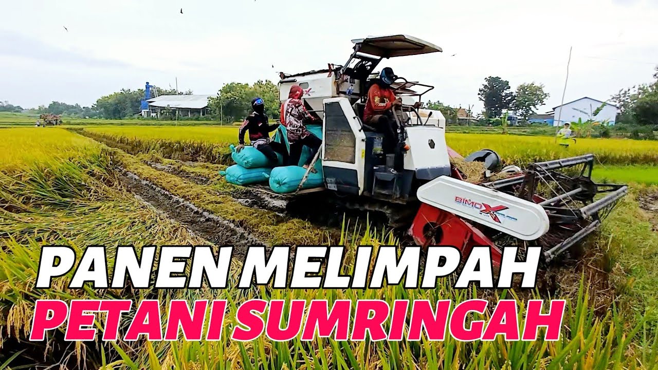 GABAH MAHAL , KOMBI BIMO 1O2 PANEN PADI MELIMPAH
