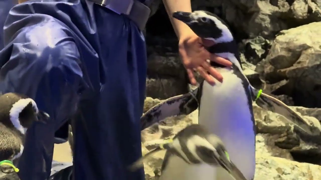 ももはあずましらたまだいふく～だいふくのあわてんぼうごはんがかわいい
