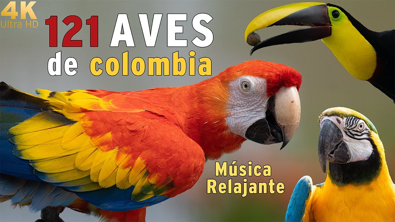 121 Aves de Colombia en 4K: Naturaleza Pura sin Narraci&oacute;n