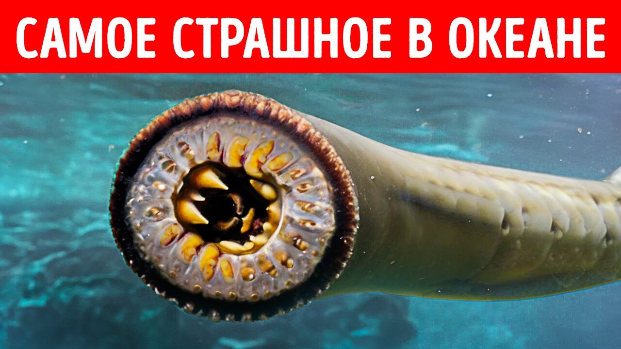 Морские существа, которые могут испортить ваш пляжный отдых