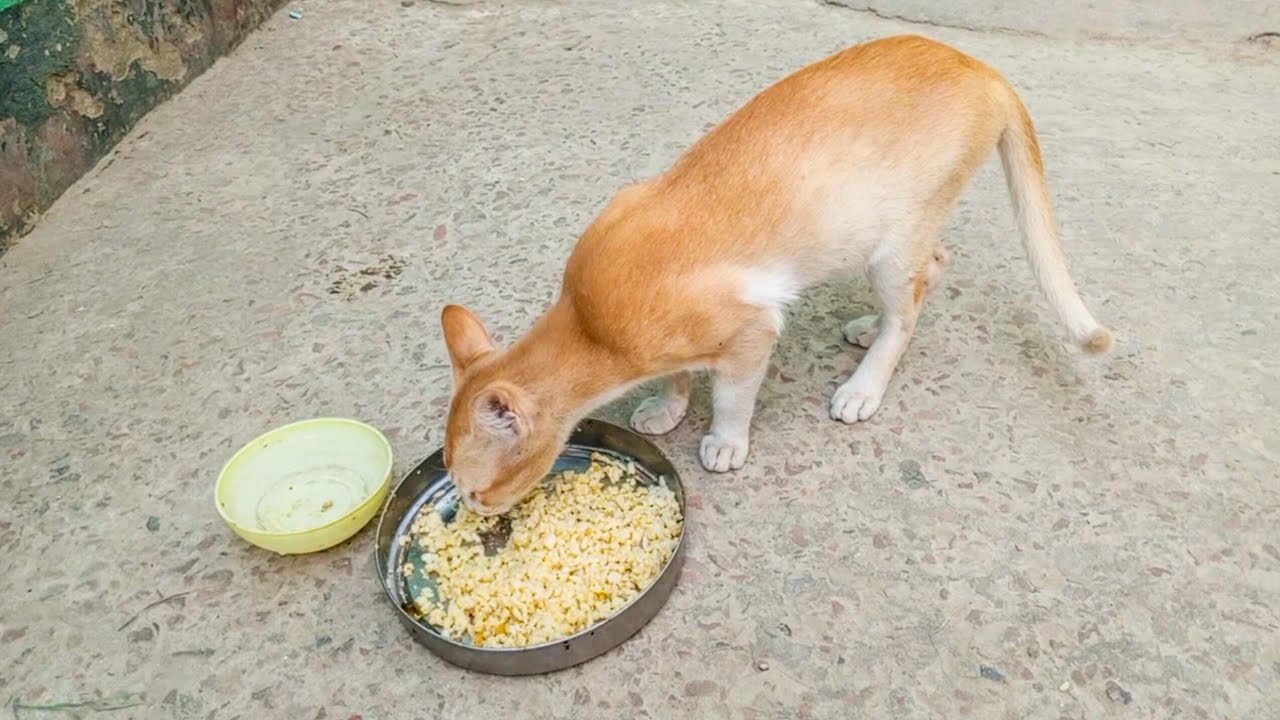 Pets and animals video. Pilu and pisu cats eating teste food. Domestic animal video 