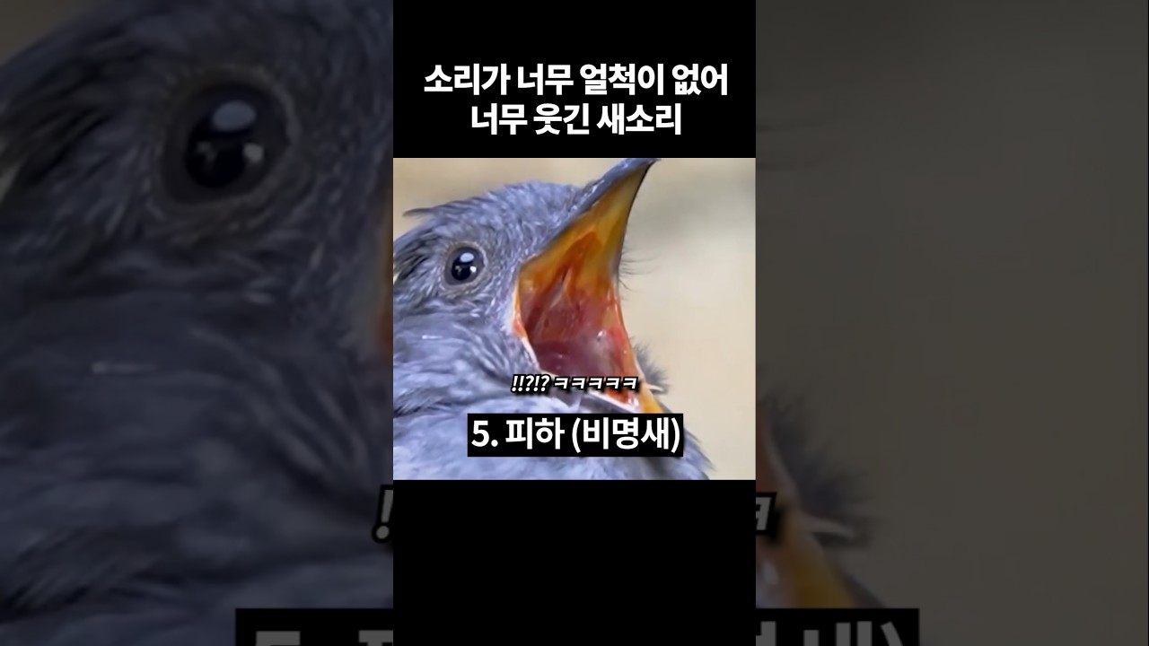 지구촌 얼척없이 웃긴 새소리 모음ㅋㅋ