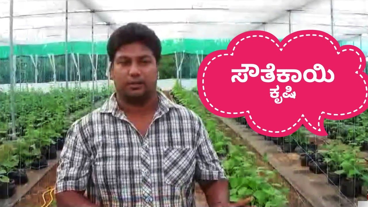 ಸೌತೆಕಾಯಿ ಕೃಷಿ-Cultivation Of Cucumber By hydroponics