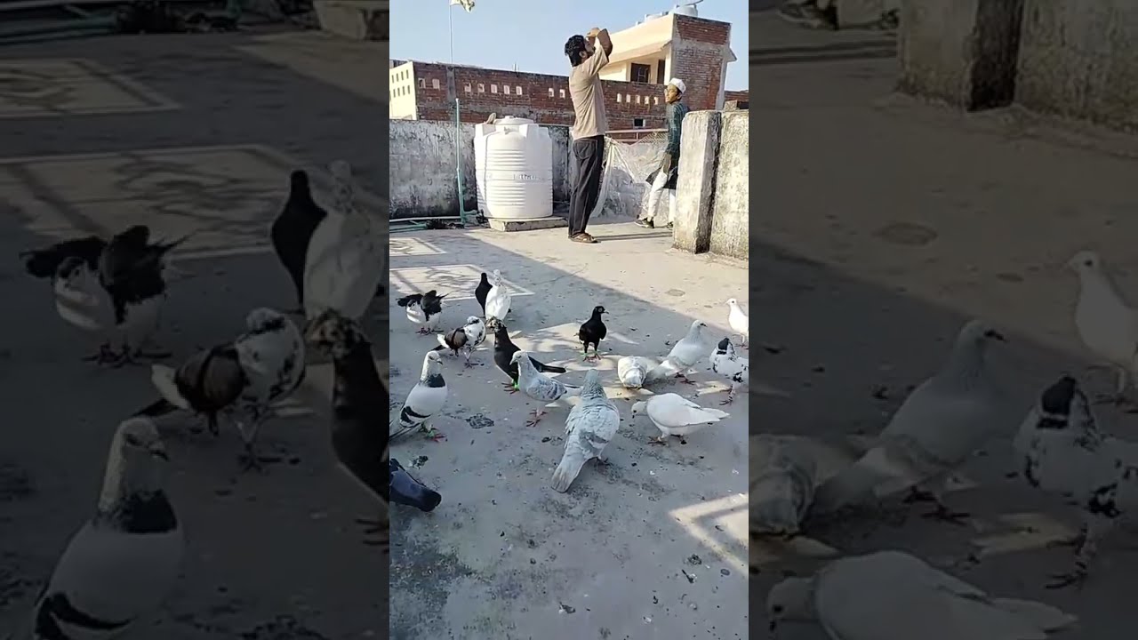 🕊️😜live Kabootar ke jode Ka shauk ll लाइव गोला कबूतर का shock