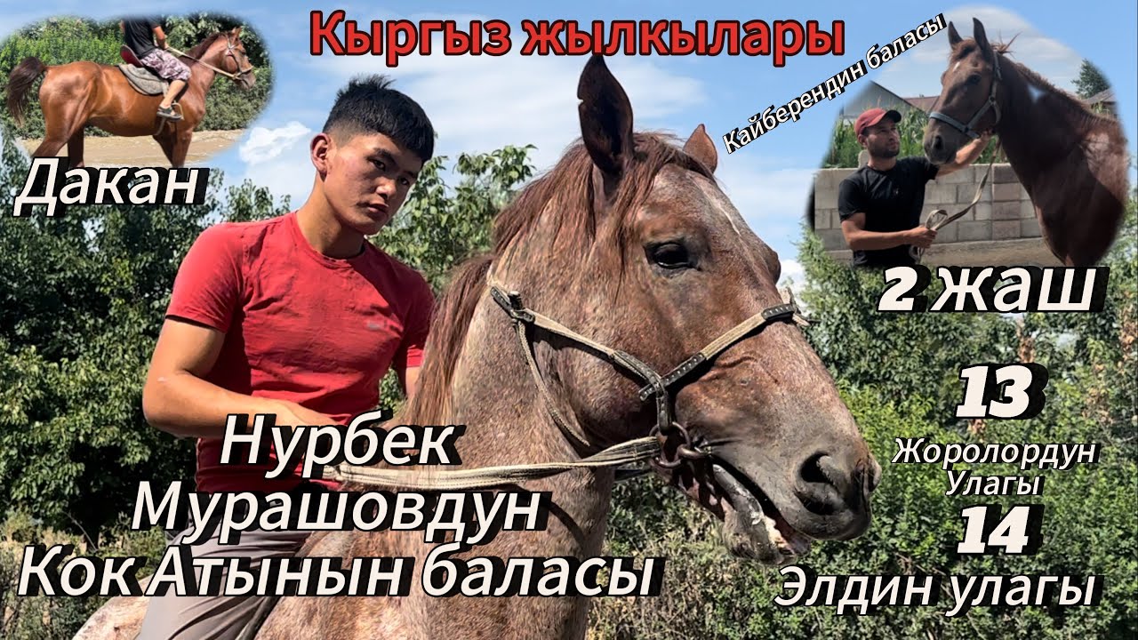 Муса акеден теги кучтуу Аттар чыкты