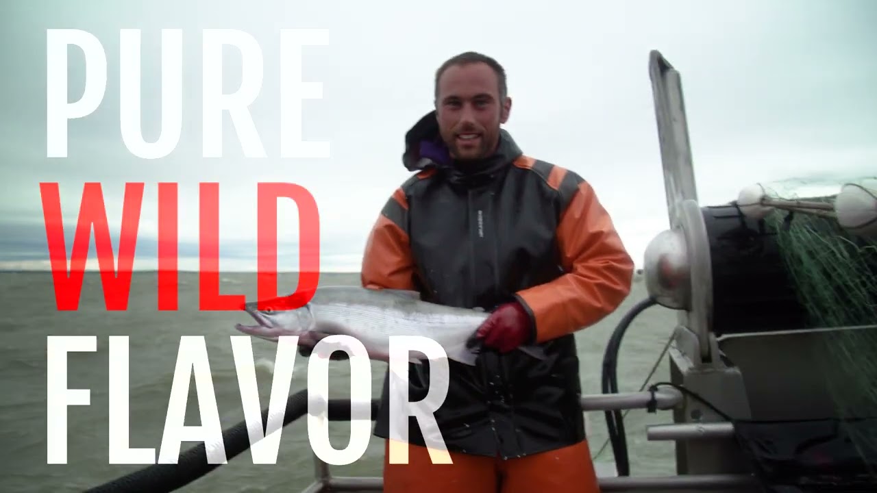 Bristol Bay Sockeye Salmon: Wild Taste, Amazing Place