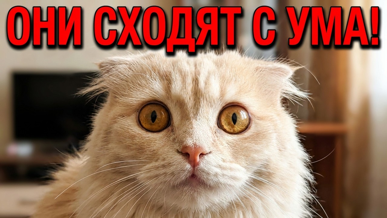 Мяуканье кошек и котов! Ваша кошка сойдёт с ума и будет преследовать Вас!!!