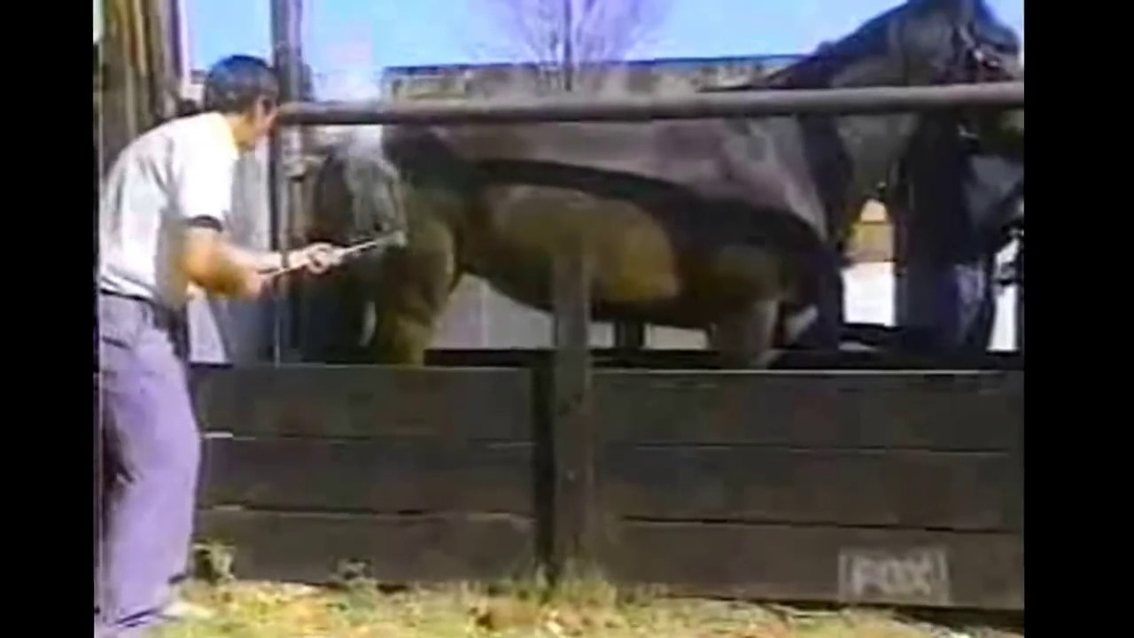 S&oacute; Coice de Cavalo - Video Coice