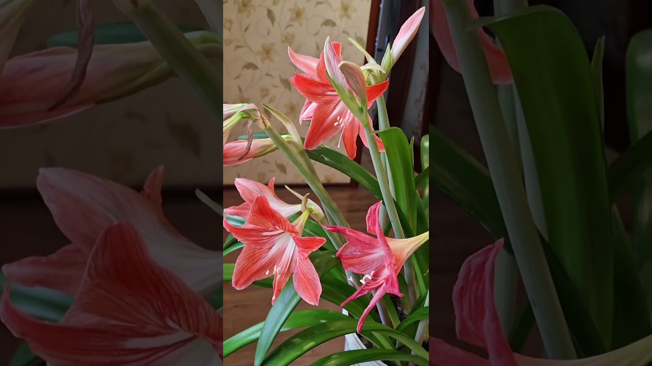 Амариллисы &ndash; зимняя сказка! #flowers #garden #plants #nature
