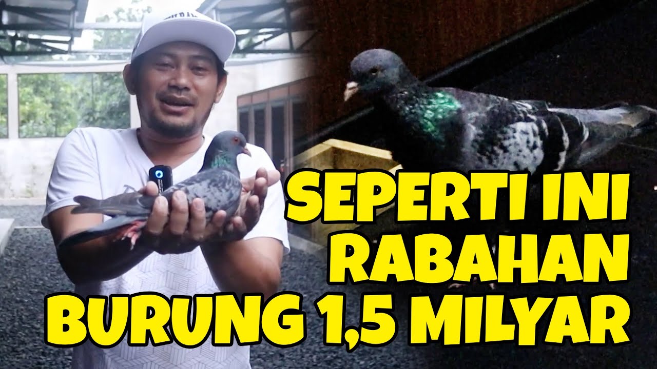 BIAR NGGA PENASARAN, PERTAMA KALI RABA JAGUAR DAN DORI | TALINDO